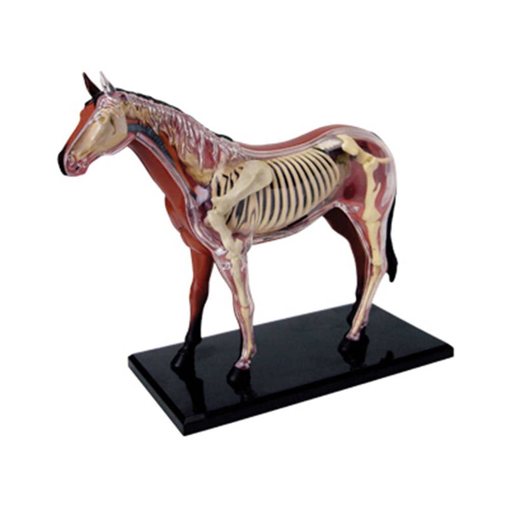 Animal Organ Anatomy Model 4D  - Science Toys Diy 评论和价格