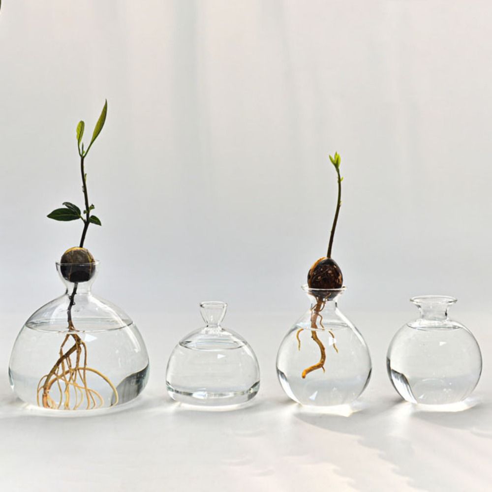 Transparent Avocado Hydroponic - Crystal Growing Kit 评论和价格