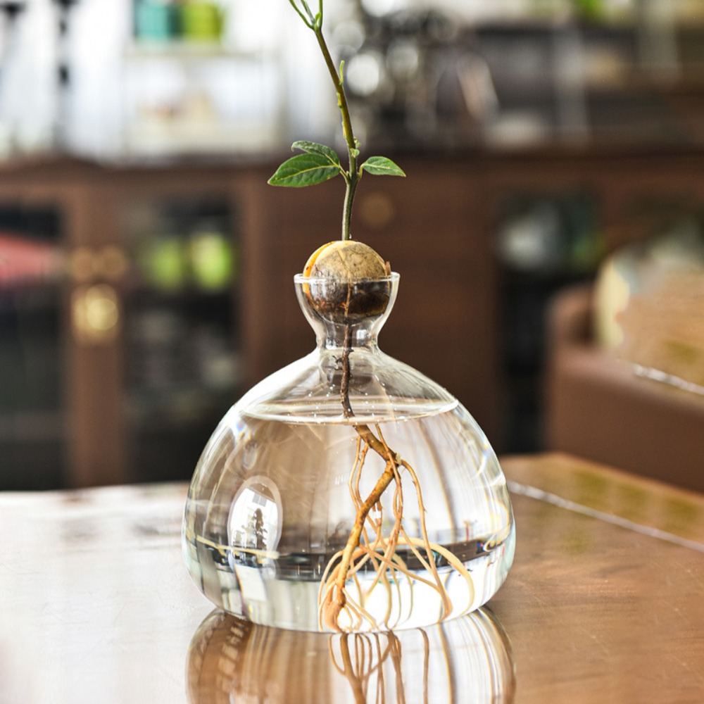Transparent Avocado Hydroponic - Crystal Growing Kit 评论和价格
