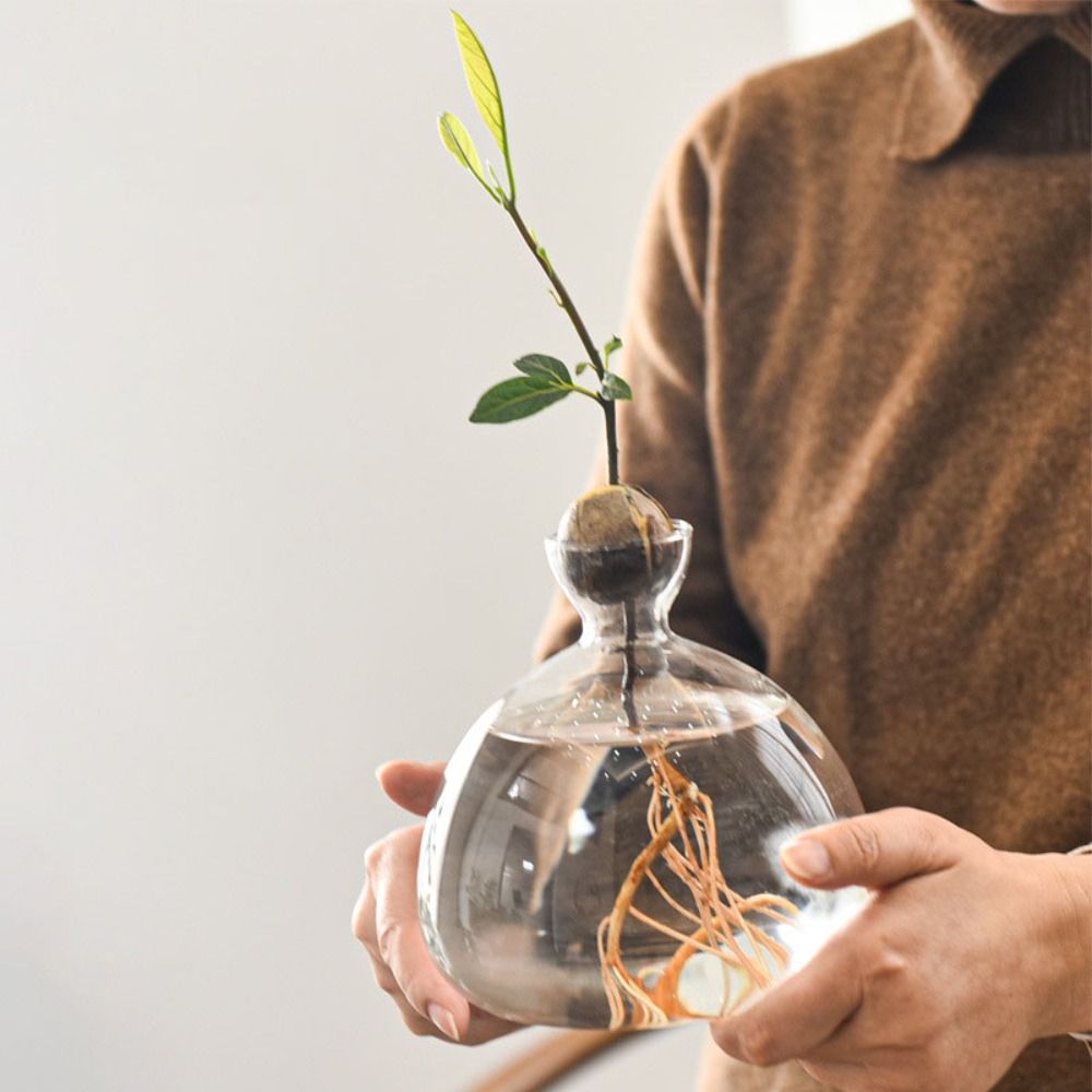 Transparent Avocado Hydroponic - Crystal Growing Kit 评论和价格