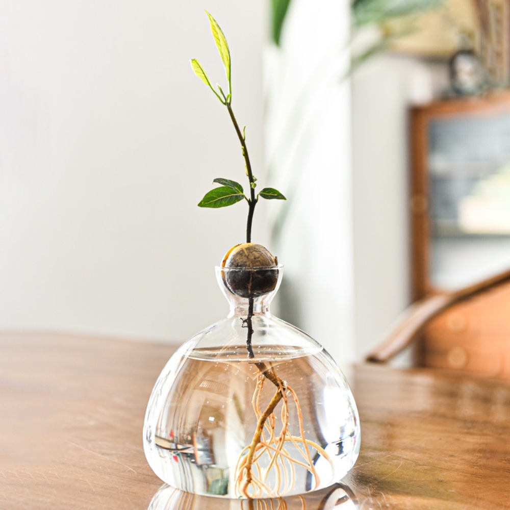 Transparent Avocado Hydroponic - Crystal Growing Kit 评论和价格